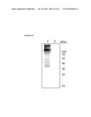 PEPTIDE CONTAINING MULTIPLE N-LINKED GLYCOSYLATION SEQUONS diagram and image