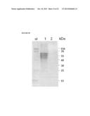 PEPTIDE CONTAINING MULTIPLE N-LINKED GLYCOSYLATION SEQUONS diagram and image