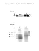 PEPTIDE CONTAINING MULTIPLE N-LINKED GLYCOSYLATION SEQUONS diagram and image