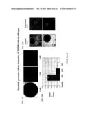 BIOACTIVE FUS1 PEPTIDES AND NANOPARTICLE-POLYPEPTIDE COMPLEXES diagram and image