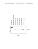 DETECTION OF INFLUENZA VIRUS diagram and image