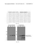 PLASMA BIOMARKER FOR DISTAL METASTASIS IN COLORECTAL CANCER diagram and image