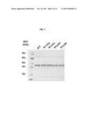 NOVEL OXIDOREDUCTASES FOR ENANTIOSELECTIVE REACTIONS diagram and image