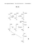 NOVEL OXIDOREDUCTASES FOR ENANTIOSELECTIVE REACTIONS diagram and image