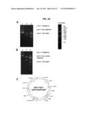 NOVEL OXIDOREDUCTASES FOR ENANTIOSELECTIVE REACTIONS diagram and image