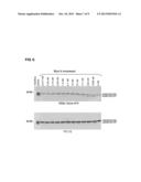 Immuno-Based Retargeted Endopeptidase Activity Assays diagram and image