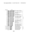 BIOLOGICAL SAMPLE TARGET CLASSIFICATION, DETECTION AND SELECTION METHODS,     AND RELATED ARRAYS AND OLIGONUCLEOTIDE PROBES diagram and image