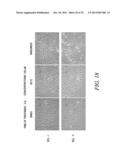 PHOSPHOLIPID DRUG ANALOGS diagram and image