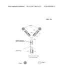 BISPECIFIC ANTIBODIES COMPRISING A DISULFIDE STABILIZED - FV FRAGMENT diagram and image