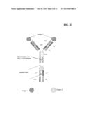 BISPECIFIC ANTIBODIES COMPRISING A DISULFIDE STABILIZED - FV FRAGMENT diagram and image