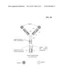 BISPECIFIC ANTIBODIES COMPRISING A DISULFIDE STABILIZED - FV FRAGMENT diagram and image