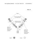 BISPECIFIC ANTIBODIES COMPRISING A DISULFIDE STABILIZED - FV FRAGMENT diagram and image