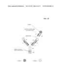 BISPECIFIC ANTIBODIES COMPRISING A DISULFIDE STABILIZED - FV FRAGMENT diagram and image