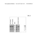 BISPECIFIC ANTIBODIES COMPRISING A DISULFIDE STABILIZED - FV FRAGMENT diagram and image