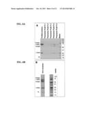 BISPECIFIC ANTIBODIES COMPRISING A DISULFIDE STABILIZED - FV FRAGMENT diagram and image