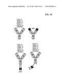 BISPECIFIC ANTIBODIES COMPRISING A DISULFIDE STABILIZED - FV FRAGMENT diagram and image