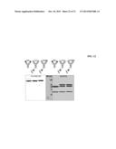 BISPECIFIC ANTIBODIES COMPRISING A DISULFIDE STABILIZED - FV FRAGMENT diagram and image