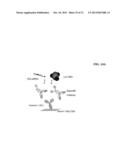 BISPECIFIC ANTIBODIES COMPRISING A DISULFIDE STABILIZED - FV FRAGMENT diagram and image