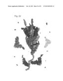 Nuclions and Ribocapsids diagram and image