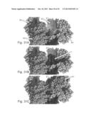 Nuclions and Ribocapsids diagram and image