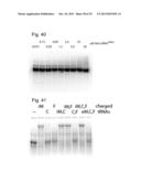 Nuclions and Ribocapsids diagram and image