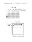 Nuclions and Ribocapsids diagram and image