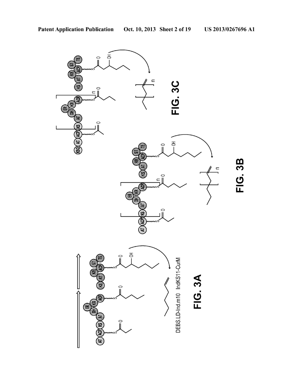 PRODUCING ALPHA-OLEFINS USING POLYKETIDE SYNTHASES - diagram, schematic, and image 03