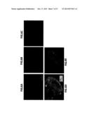 INSULIN PRODUCING CELLS DERIVED FROM PLURIPOTENT STEM CELLS diagram and image