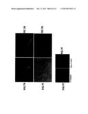 INSULIN PRODUCING CELLS DERIVED FROM PLURIPOTENT STEM CELLS diagram and image