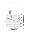 INSULIN PRODUCING CELLS DERIVED FROM PLURIPOTENT STEM CELLS diagram and image