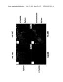 INSULIN PRODUCING CELLS DERIVED FROM PLURIPOTENT STEM CELLS diagram and image