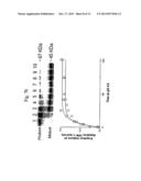 RECOMBINANT HUMAN CLN2 PROTEIN AND METHODS OF ITS PRODUCTION AND USE diagram and image