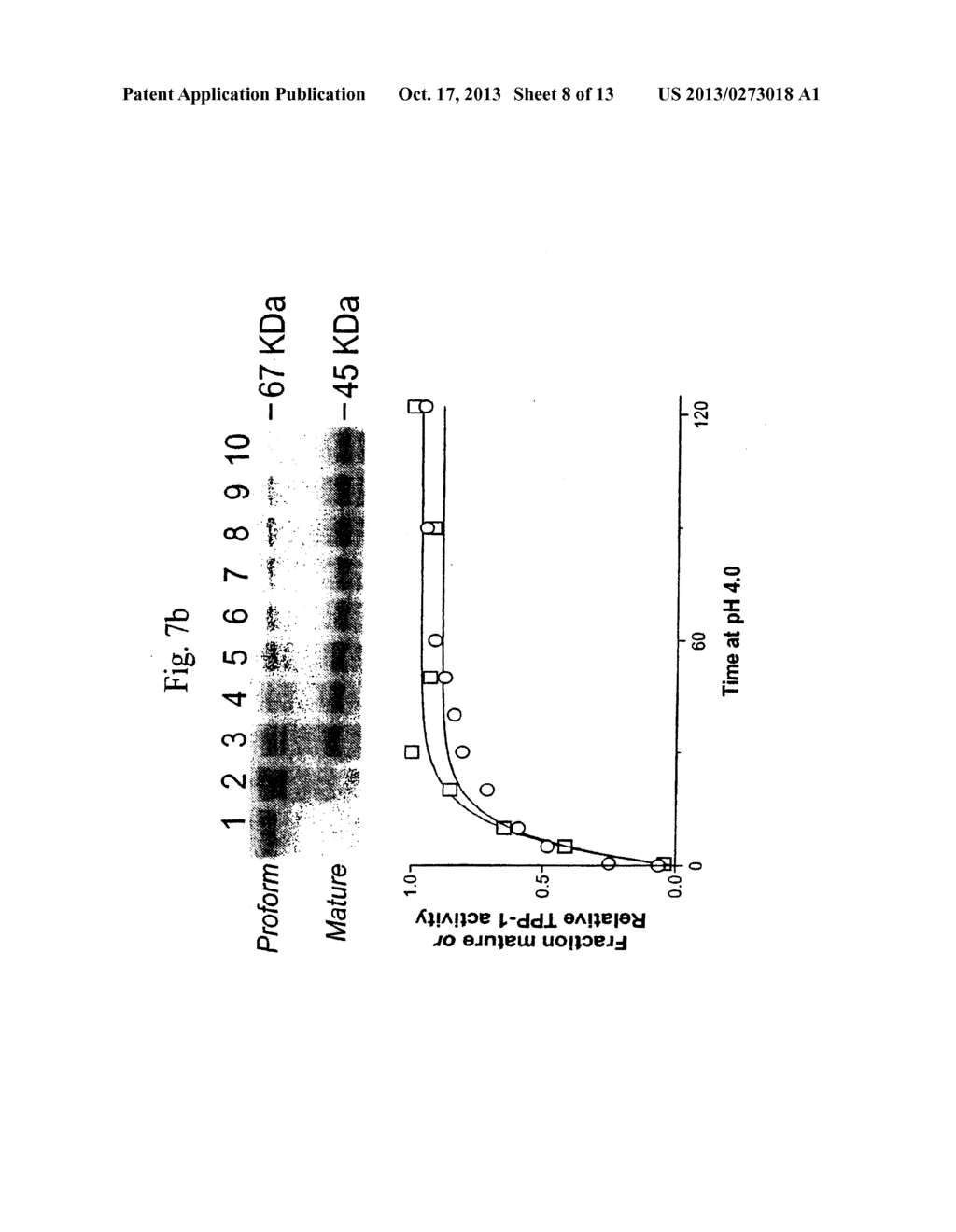 RECOMBINANT HUMAN CLN2 PROTEIN AND METHODS OF ITS PRODUCTION AND USE - diagram, schematic, and image 09