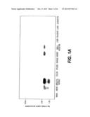 DETECTION, ISOLATION AND USES OF RENALASE (MONOAMINE OXIDASE C) diagram and image