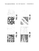 DETECTION, ISOLATION AND USES OF RENALASE (MONOAMINE OXIDASE C) diagram and image