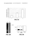 DETECTION, ISOLATION AND USES OF RENALASE (MONOAMINE OXIDASE C) diagram and image