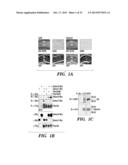 METHOD FOR DETERMINING ACTIVATORS OF EXCITATORY SYNAPSE FORMATION diagram and image