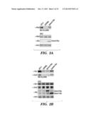 METHOD FOR DETERMINING ACTIVATORS OF EXCITATORY SYNAPSE FORMATION diagram and image