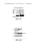 METHOD FOR DETERMINING ACTIVATORS OF EXCITATORY SYNAPSE FORMATION diagram and image