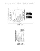 METHOD FOR DETERMINING ACTIVATORS OF EXCITATORY SYNAPSE FORMATION diagram and image