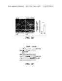 METHOD FOR DETERMINING ACTIVATORS OF EXCITATORY SYNAPSE FORMATION diagram and image