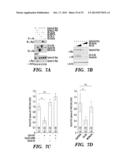 METHOD FOR DETERMINING ACTIVATORS OF EXCITATORY SYNAPSE FORMATION diagram and image