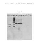 NMR SYSTEMS AND METHODS FOR THE RAPID DETECTION OF ANALYTES diagram and image