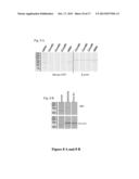 MODULATION OF GENE EXPRESSION BY LOCKED NUCLEIC ACIDS diagram and image