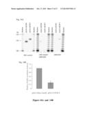 MODULATION OF GENE EXPRESSION BY LOCKED NUCLEIC ACIDS diagram and image