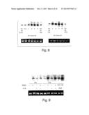 1L1RL-1 as a Cardiovascular Disease Marker and Therapeutic Target diagram and image