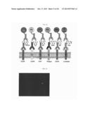 POLYMERIC CARRIERS FOR IMMUNOHISTOCHEMISTRY AND IN SITU HYBRIDIZATION diagram and image