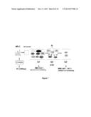 METHODS OF VALIDATING CANDIDATE COMPOUNDS FOR USE IN TREATING COPD AND     OTHER DISEASES diagram and image