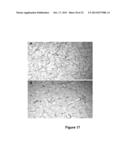 METHODS OF VALIDATING CANDIDATE COMPOUNDS FOR USE IN TREATING COPD AND     OTHER DISEASES diagram and image