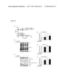 GENE EXPRESSION MARKERS FOR PREDICTION OF RESPONSE TO PHOSPHOINOSITIDE     3-KINASE INHIBITORS diagram and image